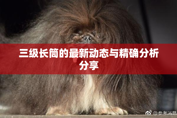 三级长筒的最新动态与精确分析分享