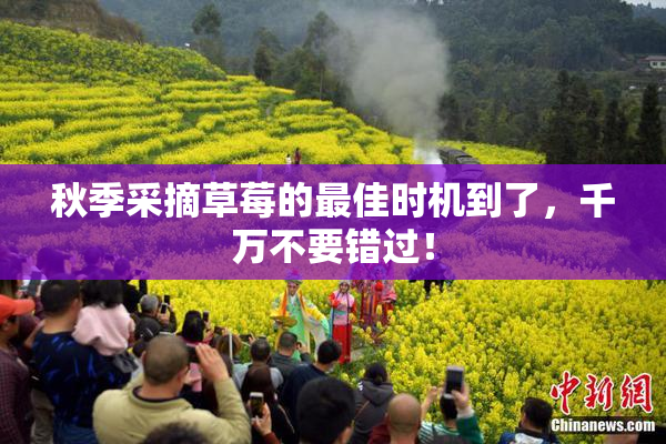 秋季采摘草莓的最佳时机到了，千万不要错过！
