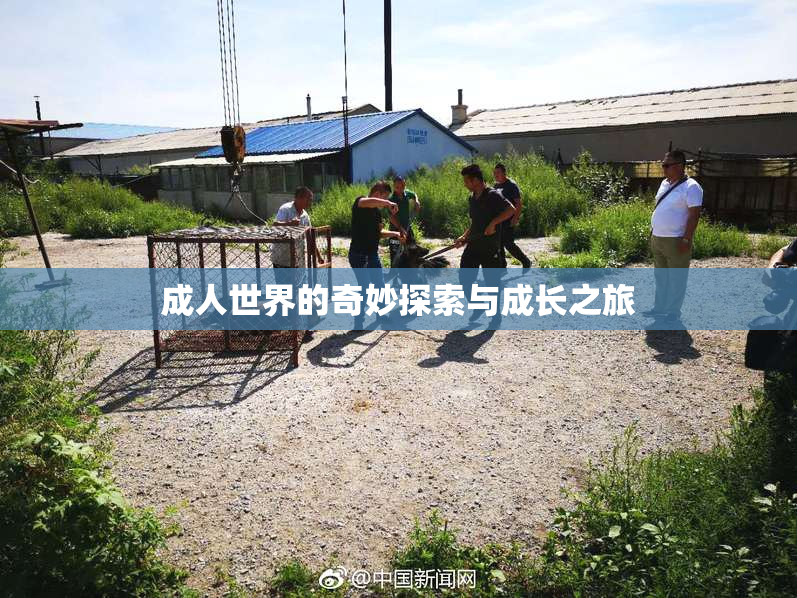 成人世界的奇妙探索与成长之旅