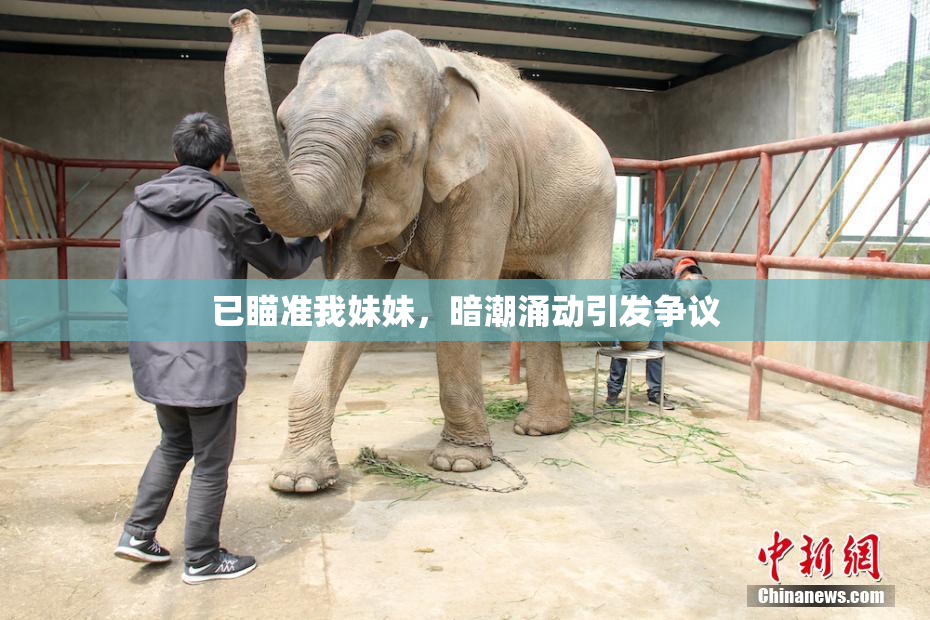 已瞄准我妹妹，暗潮涌动引发争议