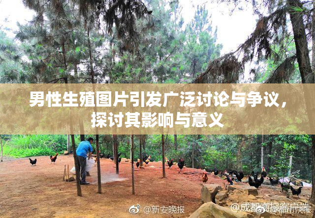 男性生殖图片引发广泛讨论与争议，探讨其影响与意义