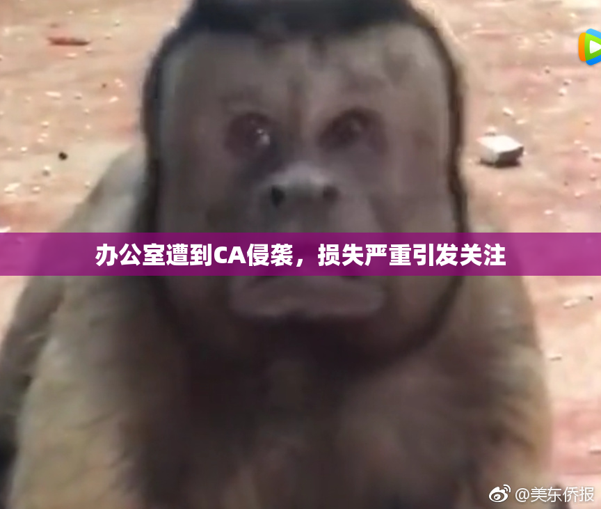 办公室遭到CA侵袭，损失严重引发关注
