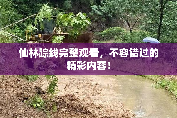 仙林踪线完整观看，不容错过的精彩内容！