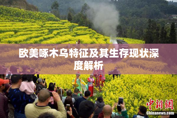 欧美啄木乌特征及其生存现状深度解析
