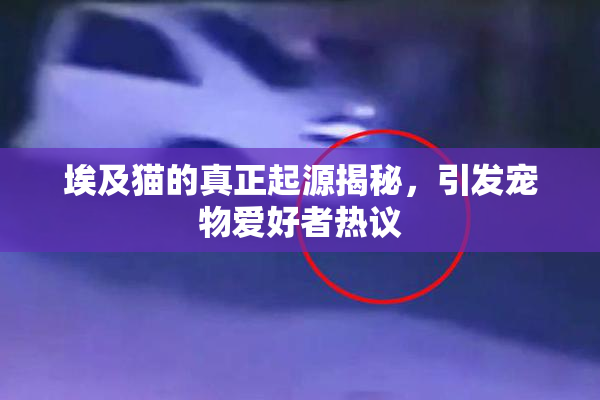 埃及猫的真正起源揭秘，引发宠物爱好者热议