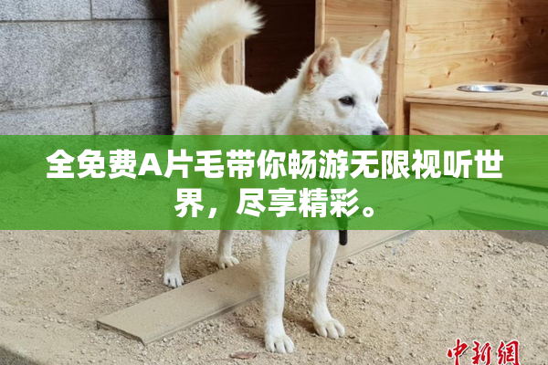 全免费A片毛带你畅游无限视听世界，尽享精彩。