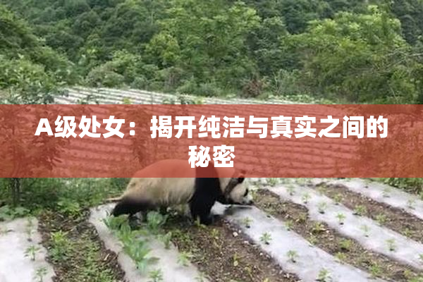A级处女：揭开纯洁与真实之间的秘密