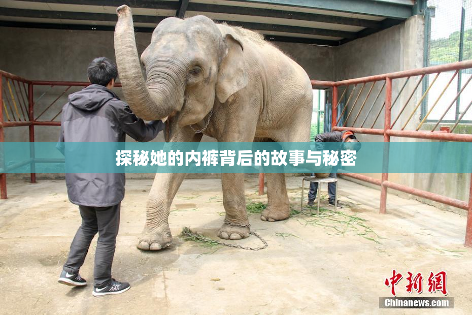 探秘她的内裤背后的故事与秘密
