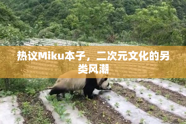 热议Miku本子，二次元文化的另类风潮