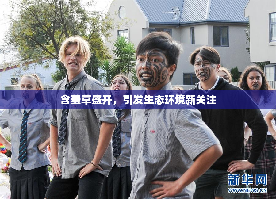 含羞草盛开，引发生态环境新关注