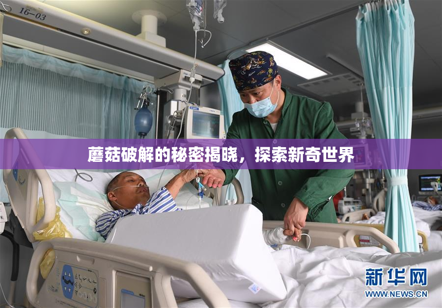 蘑菇破解的秘密揭晓，探索新奇世界