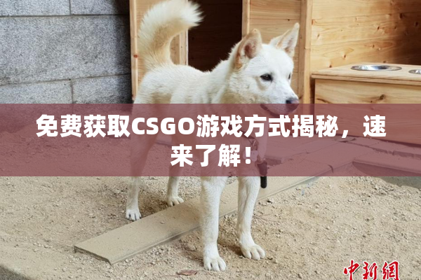 免费获取CSGO游戏方式揭秘，速来了解！
