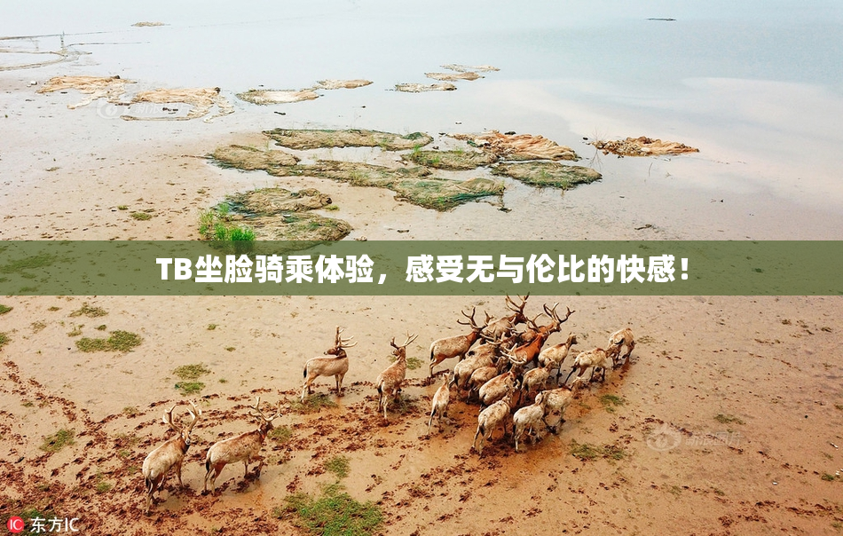 TB坐脸骑乘体验，感受无与伦比的快感！