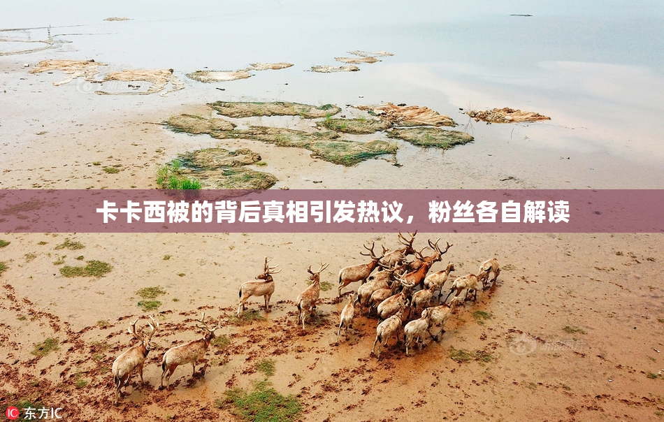 卡卡西被的背后真相引发热议，粉丝各自解读