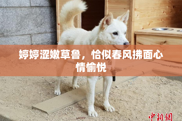 婷婷涩嫩草鲁，恰似春风拂面心情愉悦