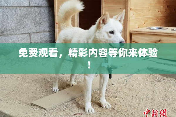 免费观看，精彩内容等你来体验！