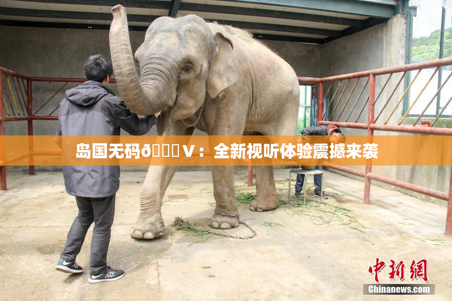 岛国无码🈚Ⅴ：全新视听体验震撼来袭