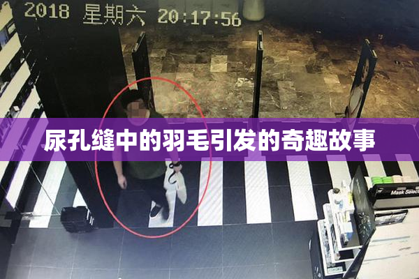 尿孔缝中的羽毛引发的奇趣故事