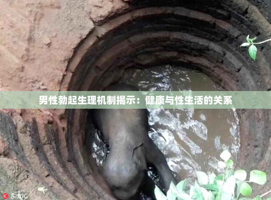 男性勃起生理机制揭示：健康与性生活的关系