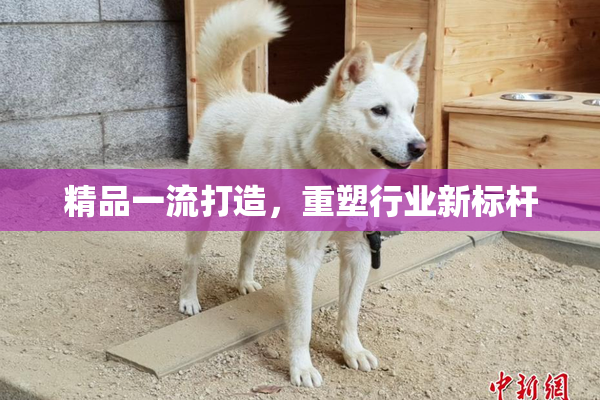 精品一流打造，重塑行业新标杆