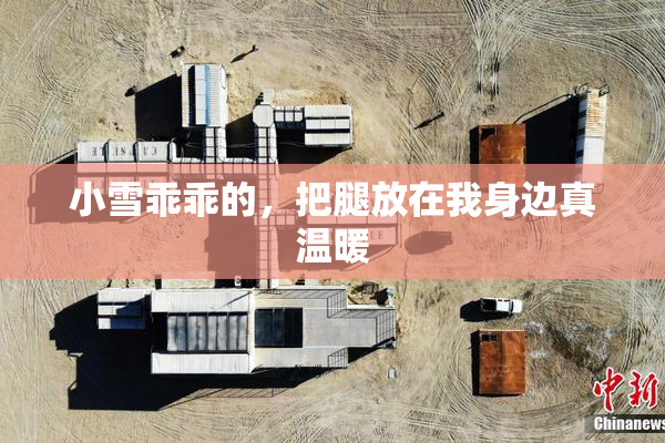 小雪乖乖的，把腿放在我身边真温暖