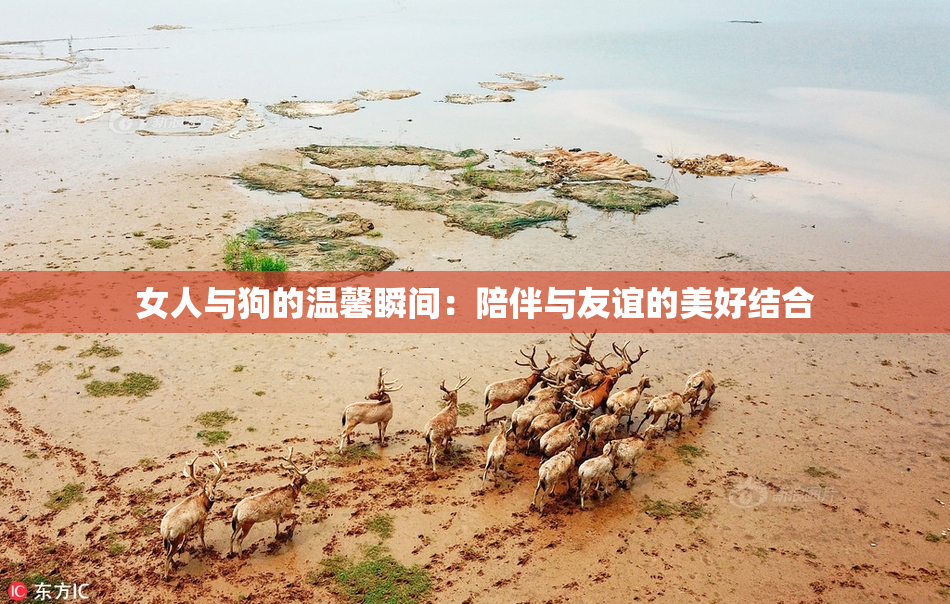女人与狗的温馨瞬间：陪伴与友谊的美好结合