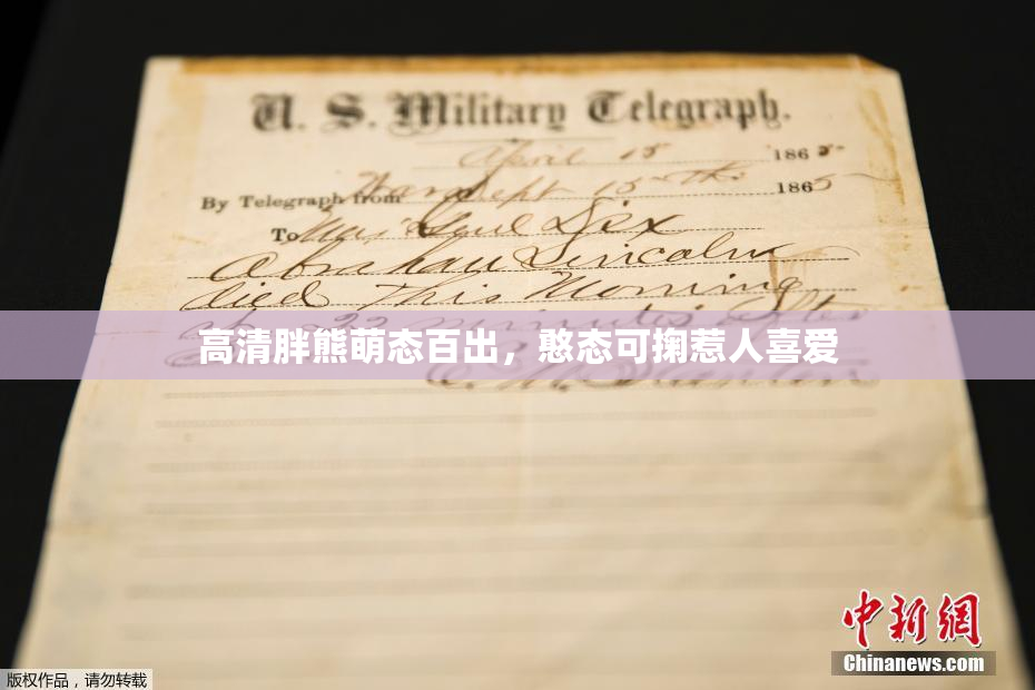 高清胖熊萌态百出，憨态可掬惹人喜爱
