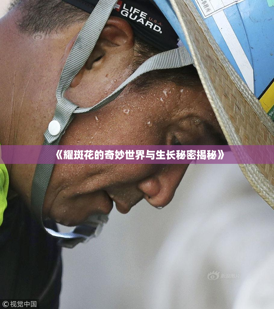 《耀斑花的奇妙世界与生长秘密揭秘》