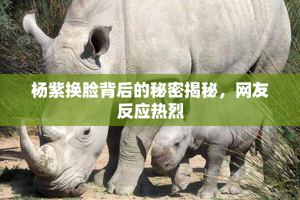 杨紫换脸背后的秘密揭秘，网友反应热烈
