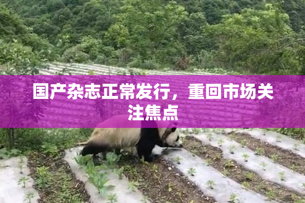 国产杂志正常发行，重回市场关注焦点