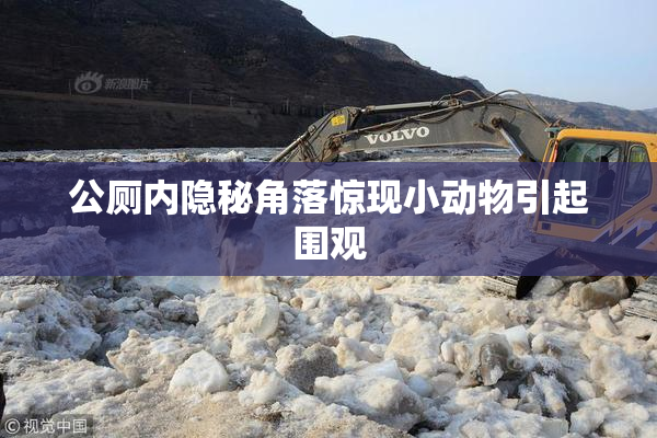 公厕内隐秘角落惊现小动物引起围观