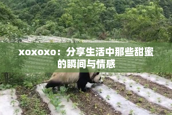 xoxoxo：分享生活中那些甜蜜的瞬间与情感