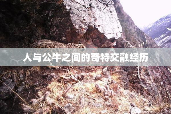 人与公牛之间的奇特交融经历