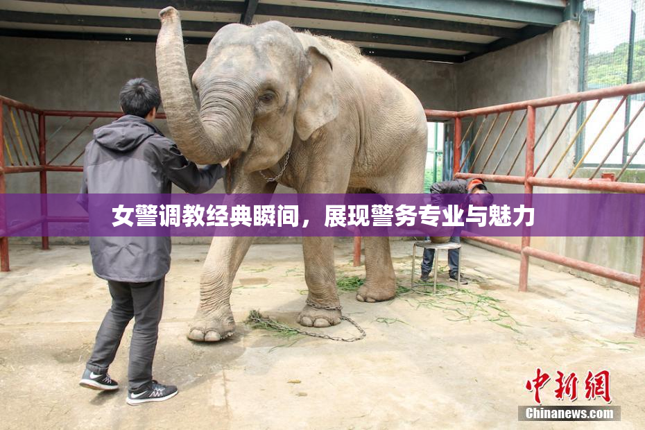 女警调教经典瞬间，展现警务专业与魅力