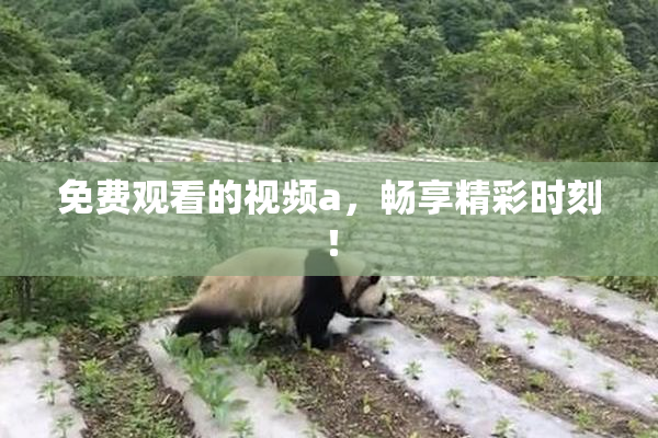 免费观看的视频a，畅享精彩时刻！