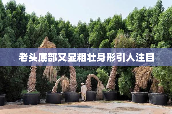 老头底部又显粗壮身形引人注目