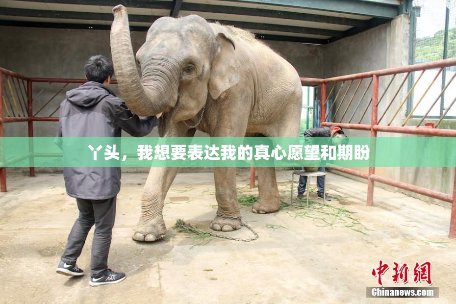 丫头，我想要表达我的真心愿望和期盼