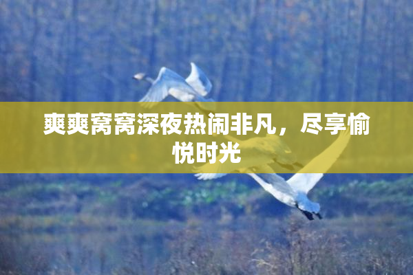 爽爽窝窝深夜热闹非凡，尽享愉悦时光