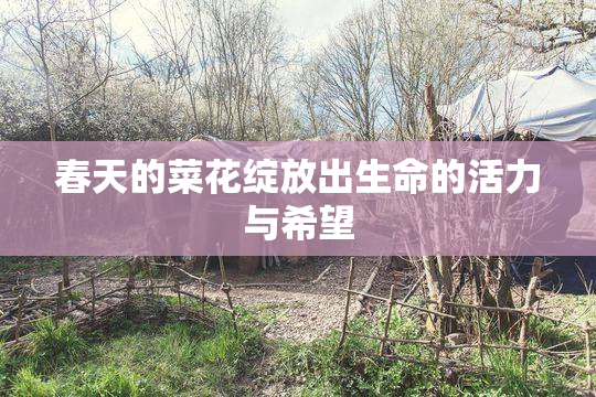 春天的菜花绽放出生命的活力与希望