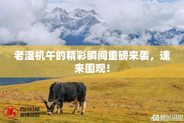 老湿机午的精彩瞬间重磅来袭，速来围观！