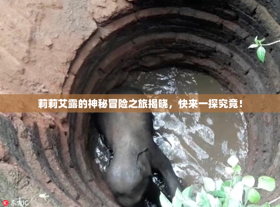莉莉艾露的神秘冒险之旅揭晓，快来一探究竟！