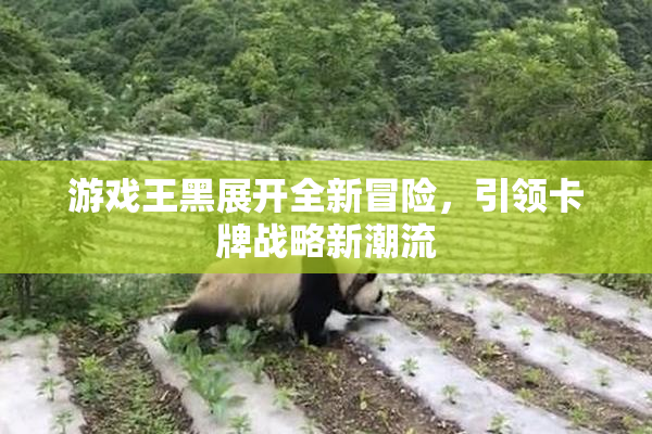 游戏王黑展开全新冒险，引领卡牌战略新潮流