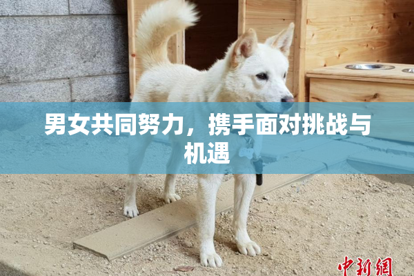 男女共同努力，携手面对挑战与机遇