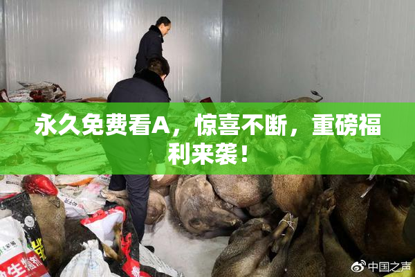 永久免费看A，惊喜不断，重磅福利来袭！