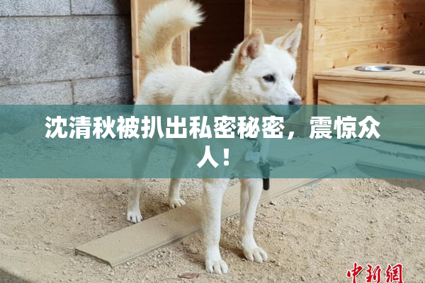 沈清秋被扒出私密秘密，震惊众人！