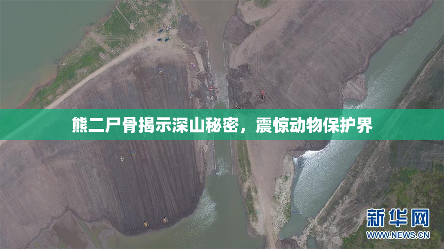 熊二尸骨揭示深山秘密，震惊动物保护界