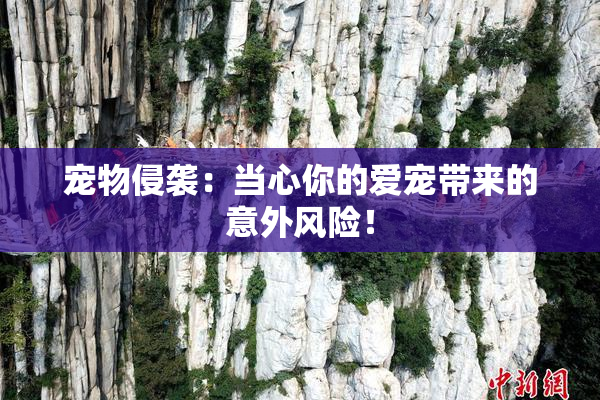 宠物侵袭：当心你的爱宠带来的意外风险！