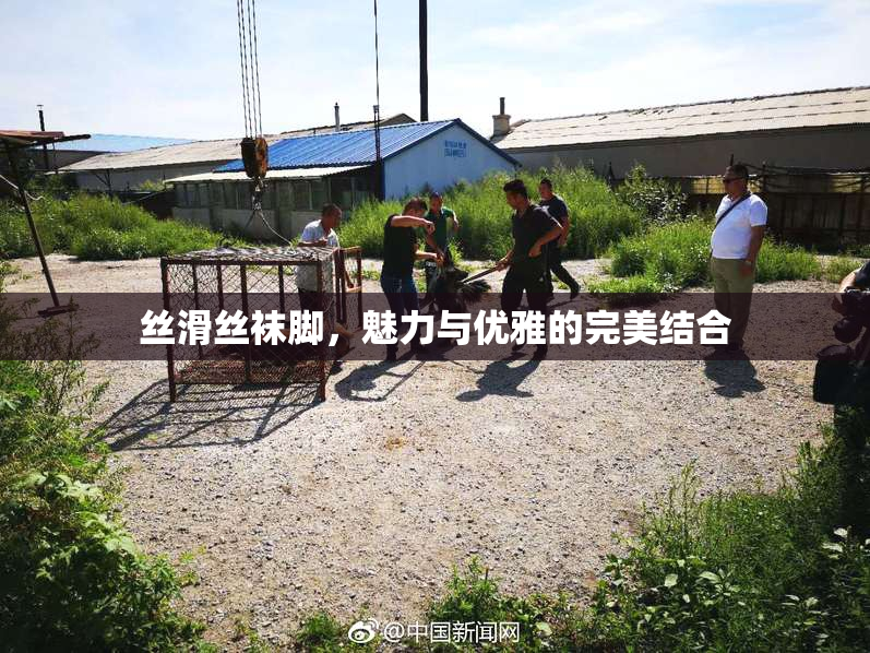 丝滑丝袜脚，魅力与优雅的完美结合