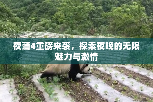 夜蒲4重磅来袭，探索夜晚的无限魅力与激情