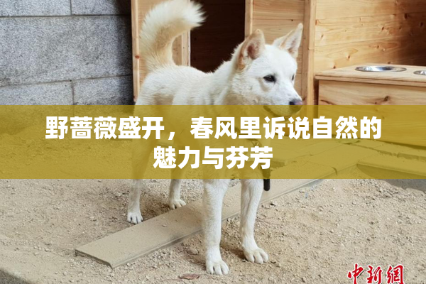 野蔷薇盛开，春风里诉说自然的魅力与芬芳
